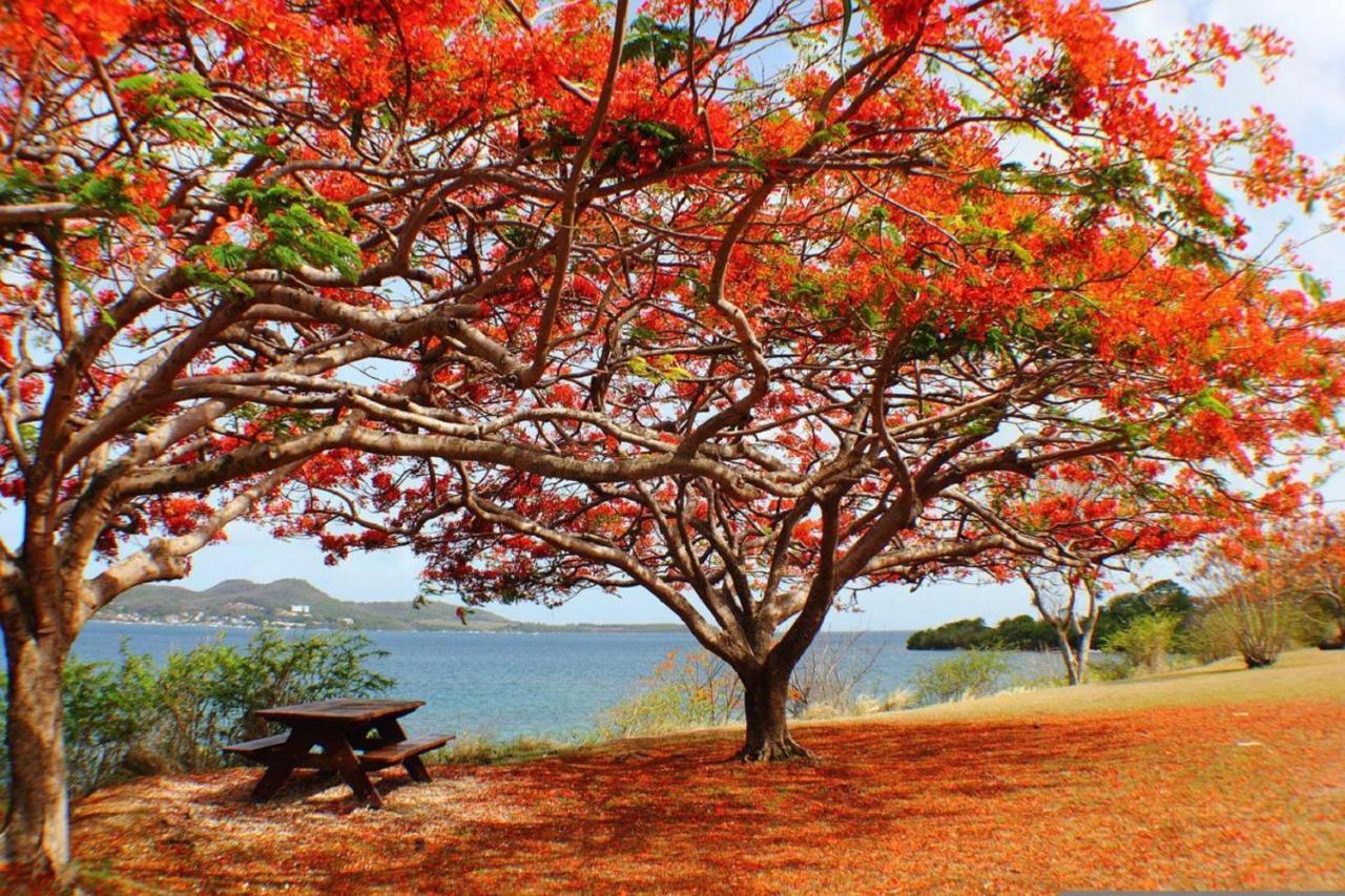 Imagine972 Martinique Bateau Hotel A Quai Le Marin 3 Cabines 3 Salles De Bains 6 Pers Maxi 외부 사진